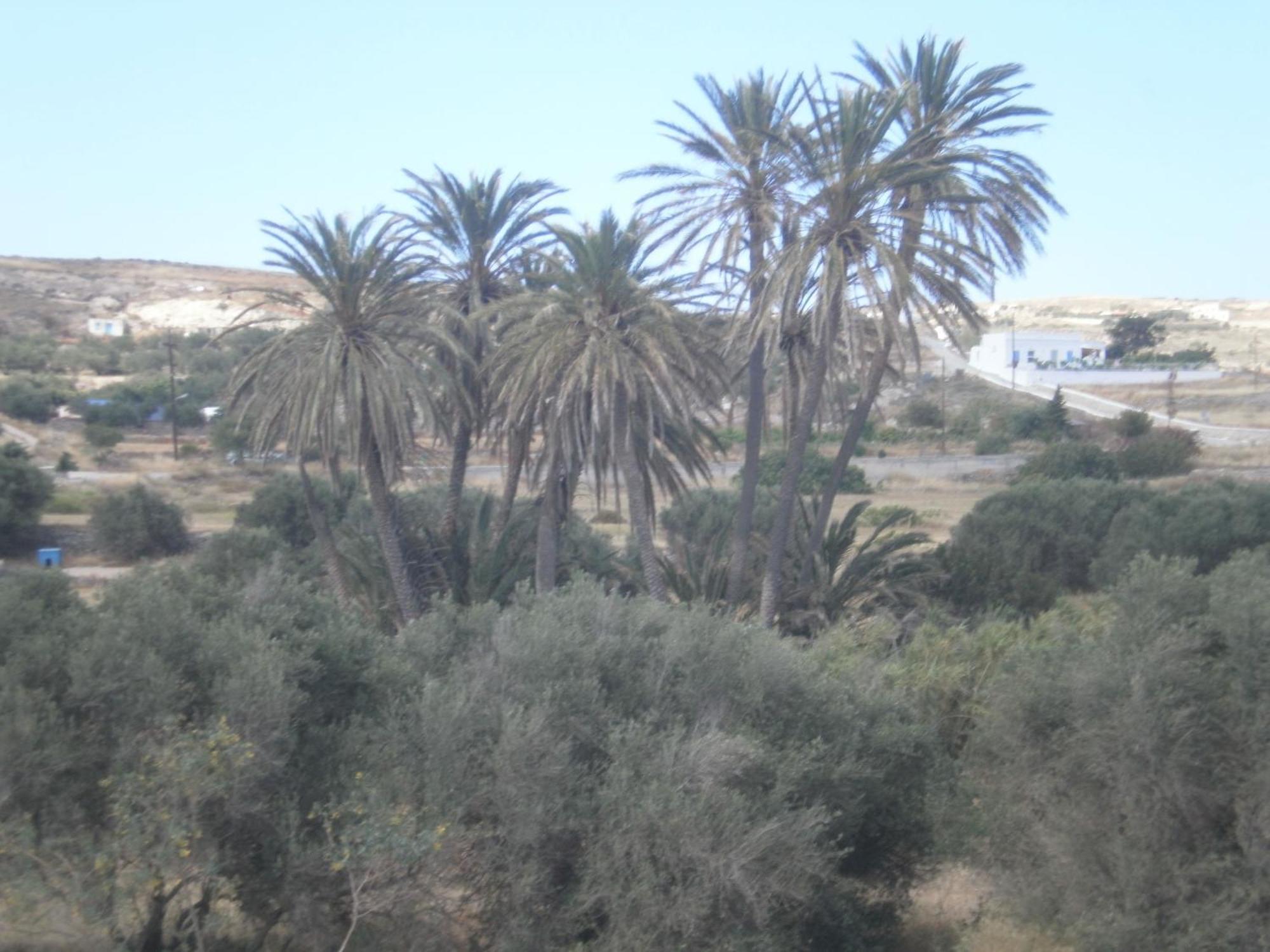Hotel Delfini Adamantas  Dış mekan fotoğraf